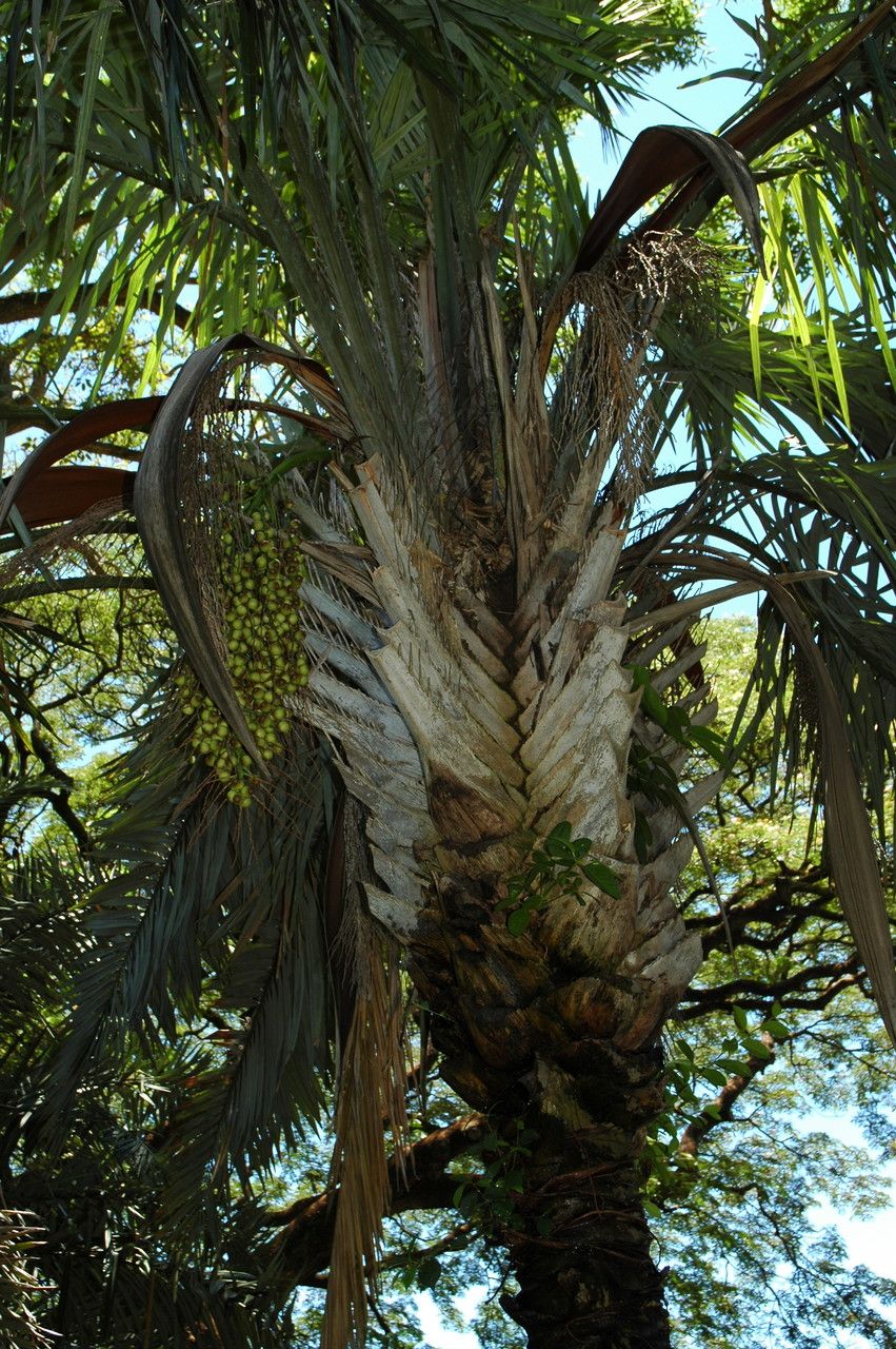 Syagrus coronata leaf