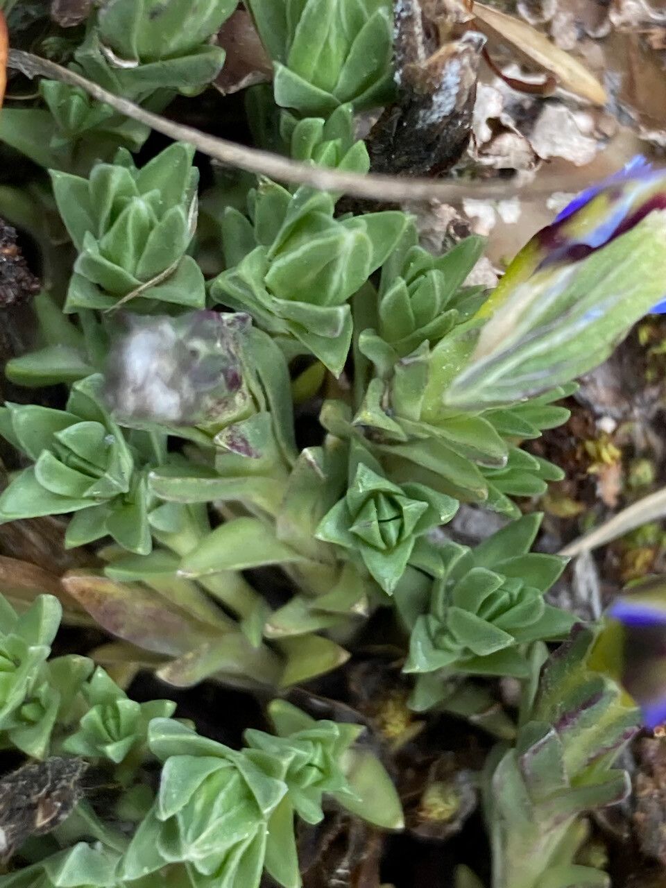 Gentiana sedifolia — houseplant care guide