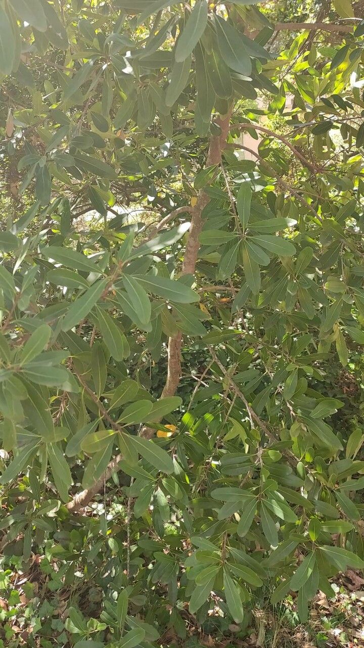 Sideroxylon inerme habit