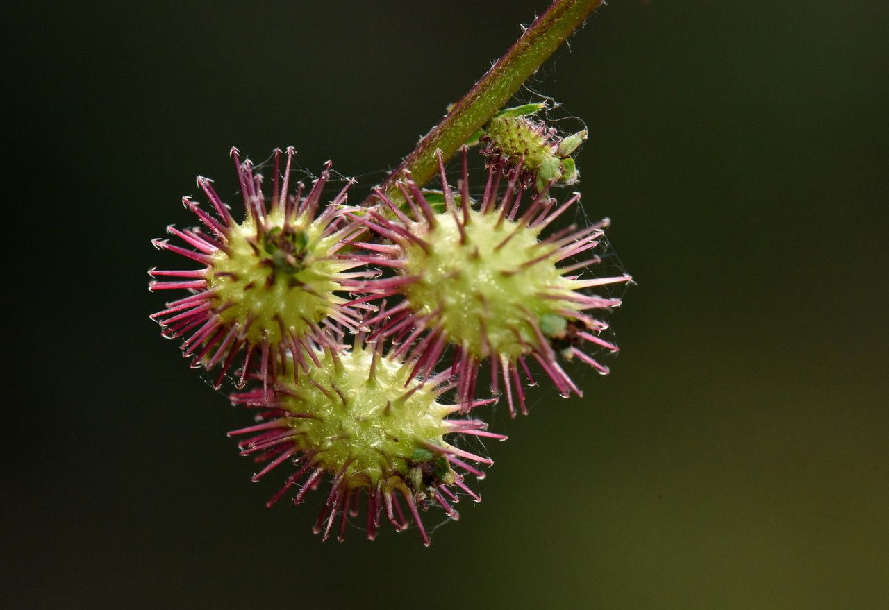 Acaena elongata flower