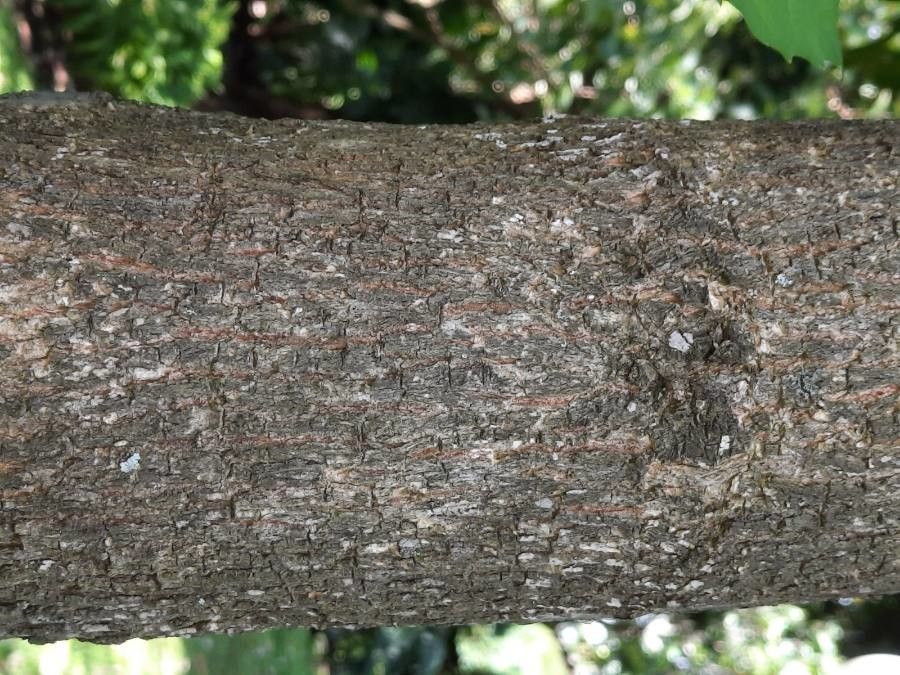 Citharexylum donnell-smithii bark