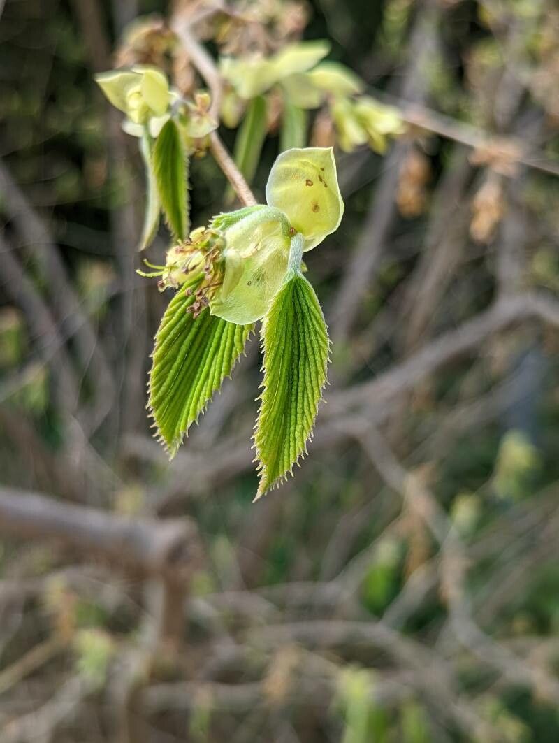 Corylopsis platypetala — houseplant care guide