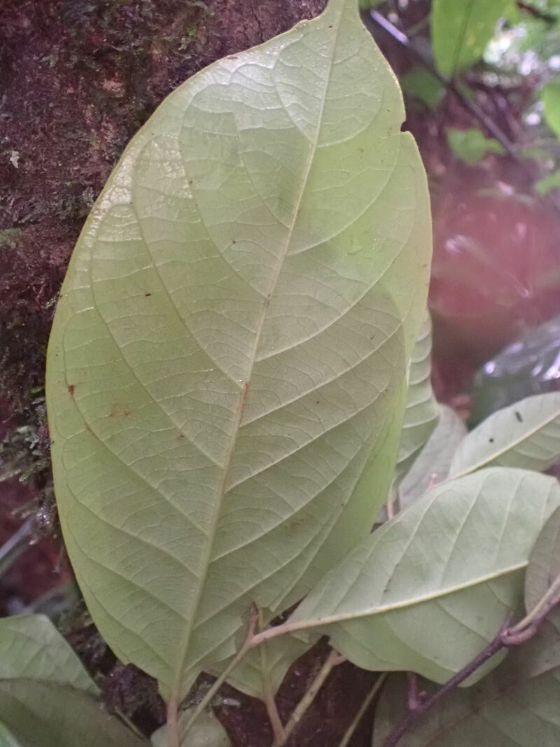 Diospyros pseudomespilus — houseplant care guide