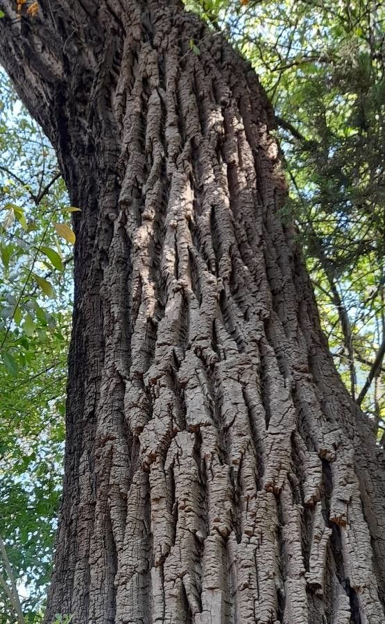 Populus carolinensis bark