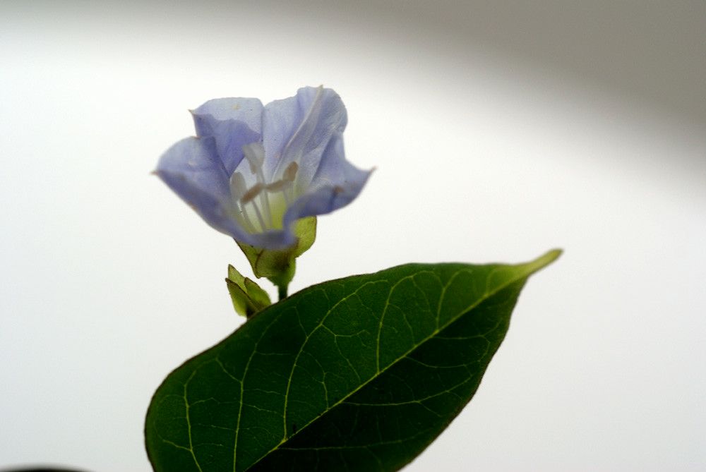 Jacquemontia pentantha — houseplant care guide