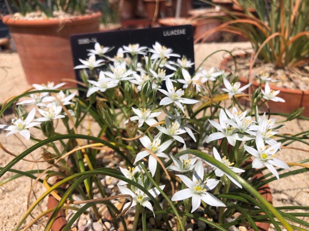 Ornithogalum bourgaeanum — search result for 'Ornithogalum'