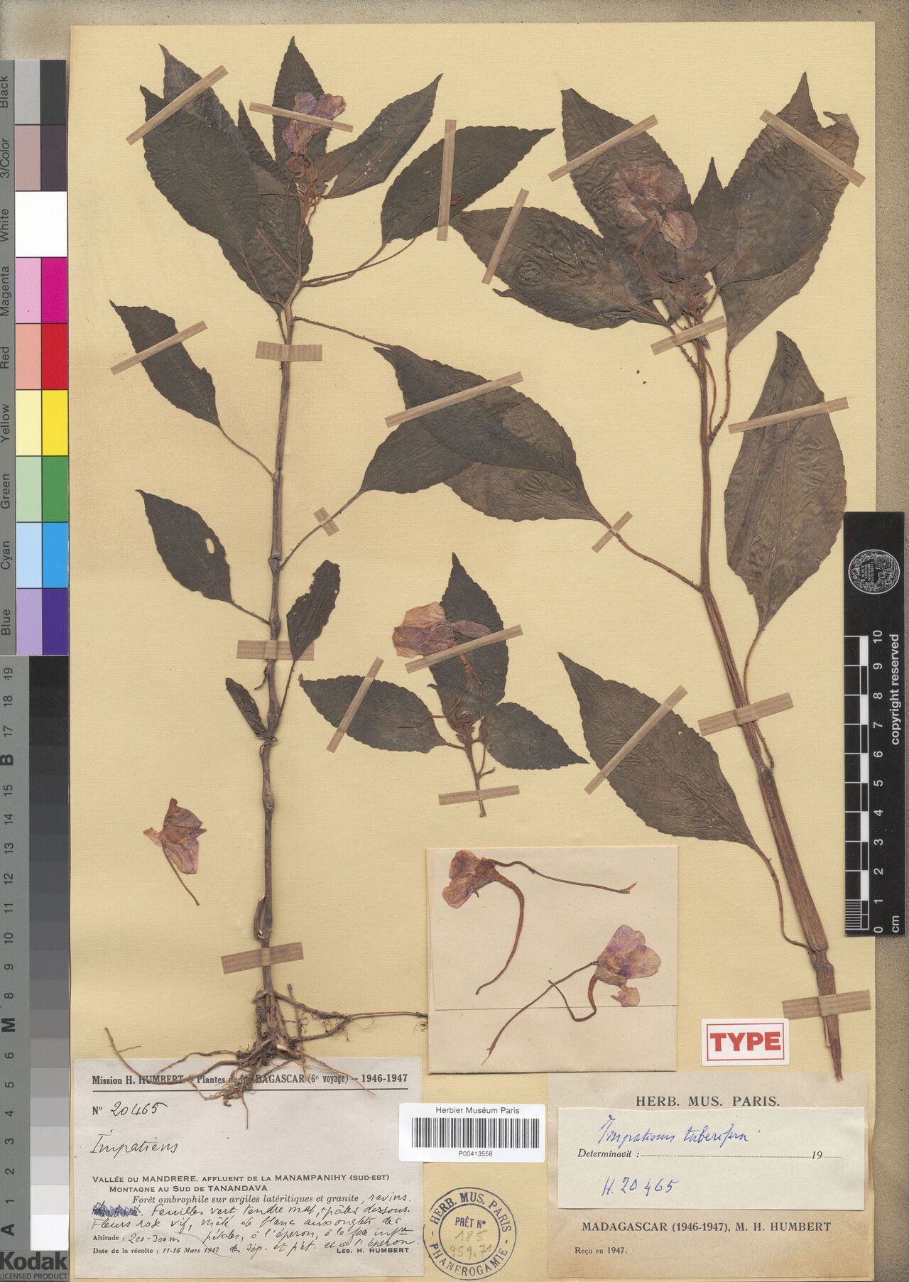 Impatiens tuberifera — houseplant care guide