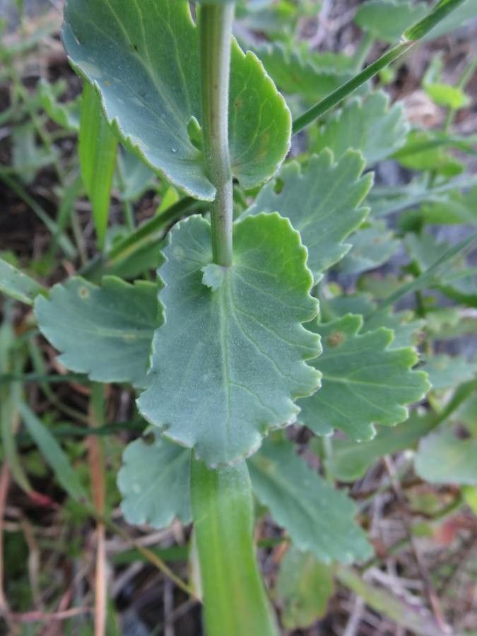 Senecio nigrescens — houseplant care guide