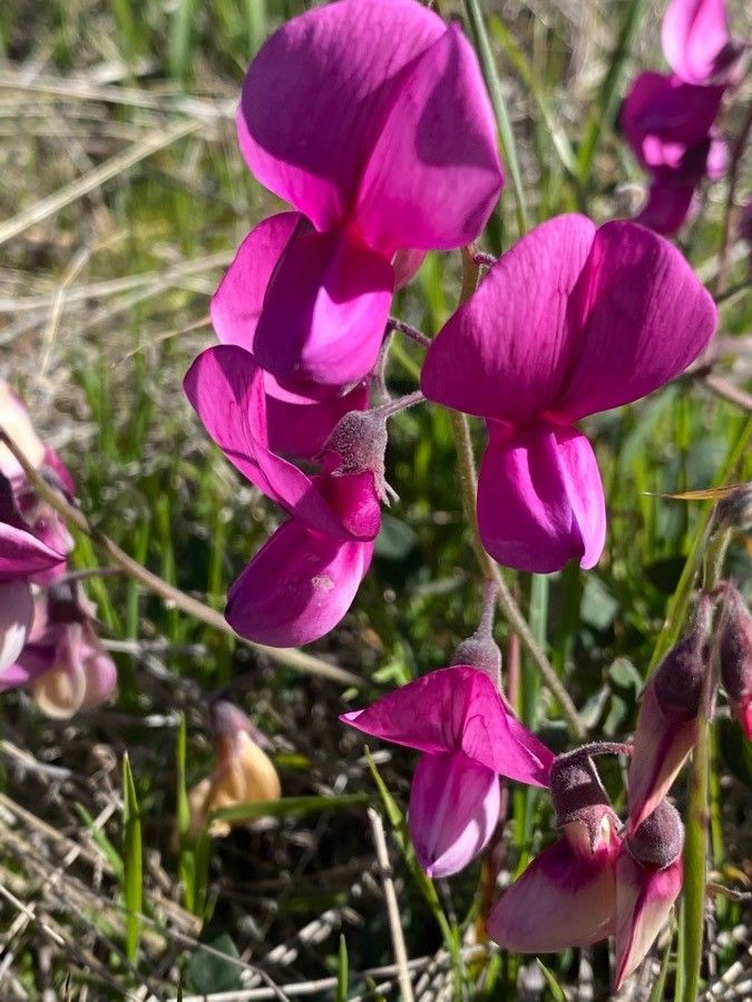 Lathyrus vestitus flower