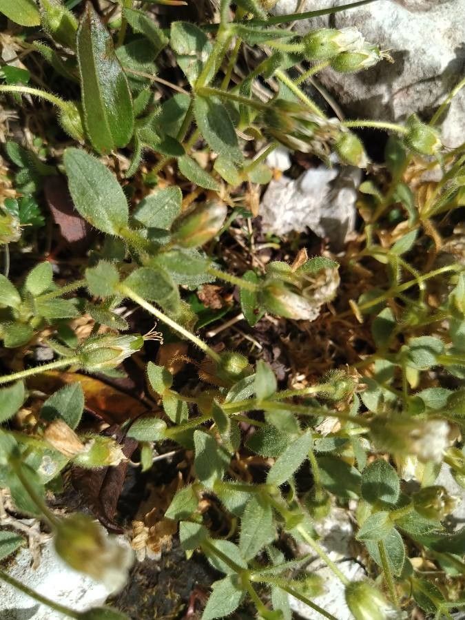 Cerastium uniflorum leaf