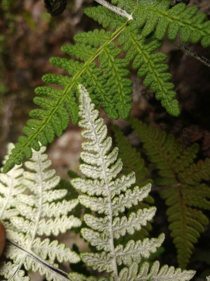 Cheilanthes farinosa leaf