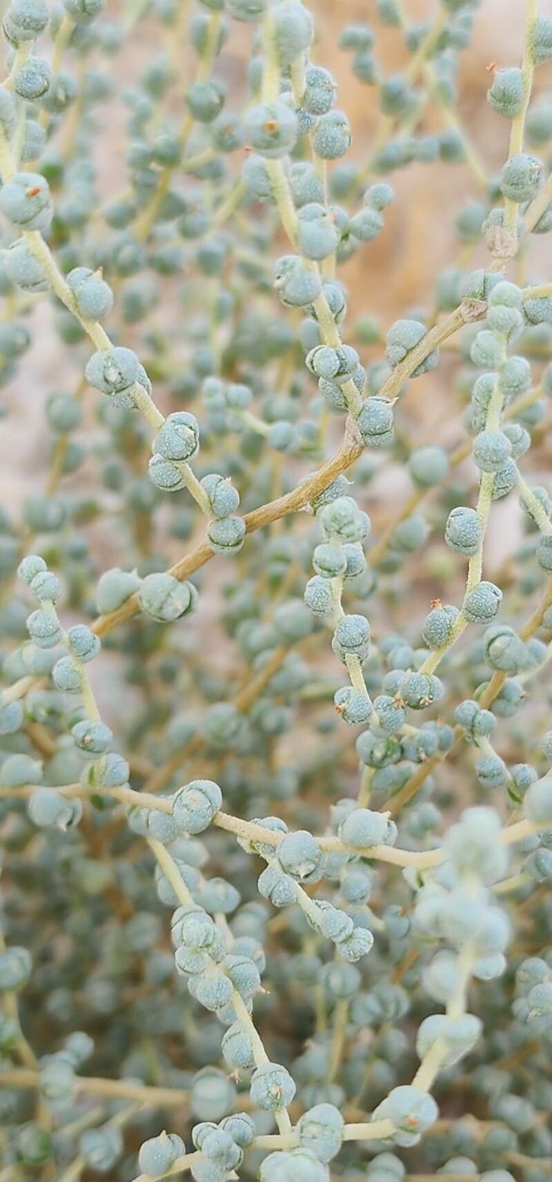 Caroxylon jordanicola — houseplant care guide