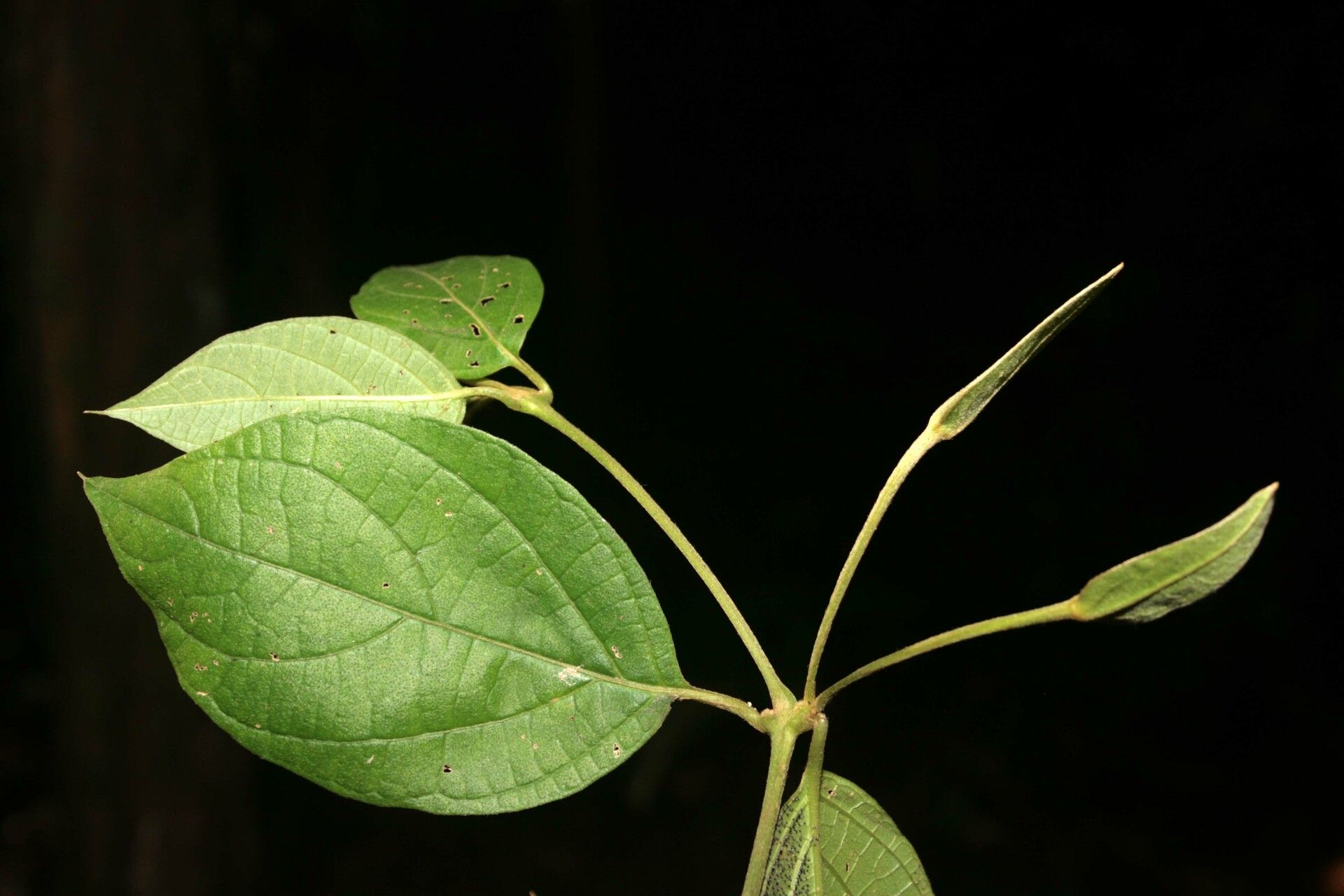 Mendoncia hoffmannseggiana leaf