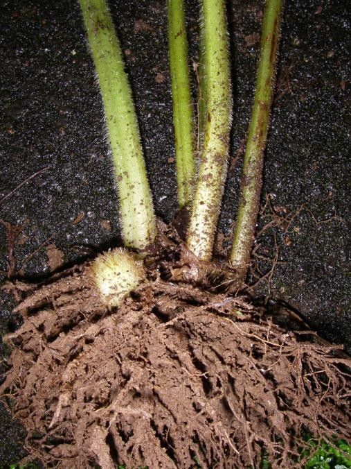 Lonchitis hirsuta bark