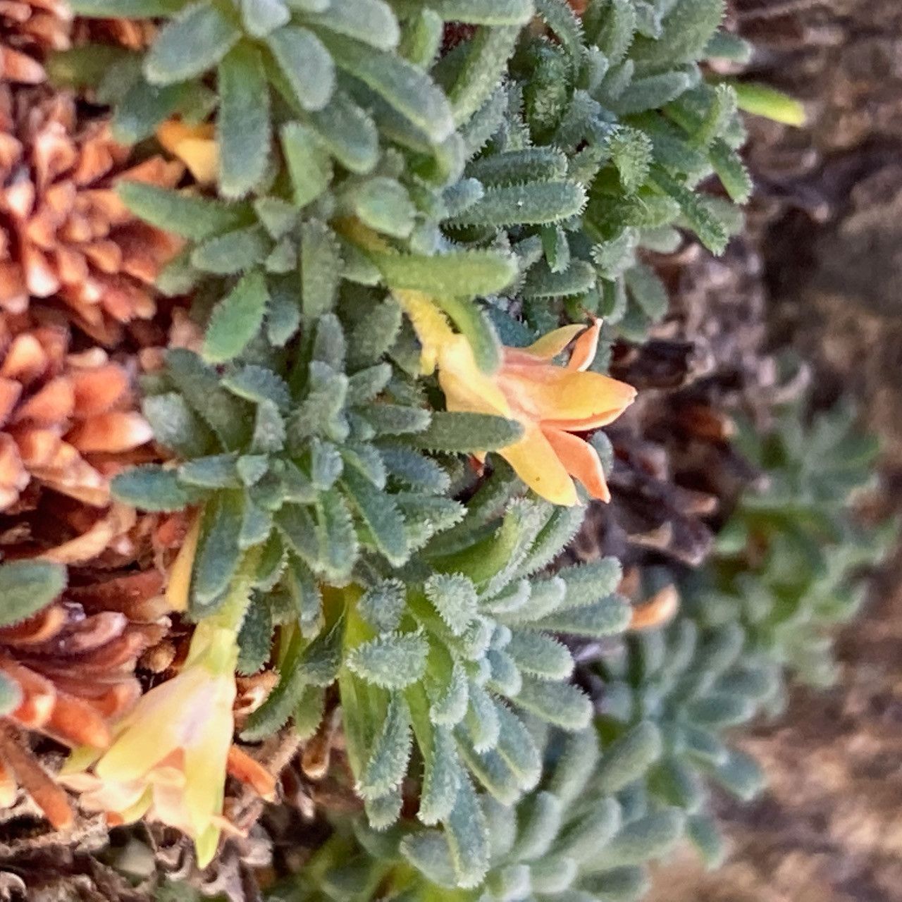 Androsace pyrenaica flower