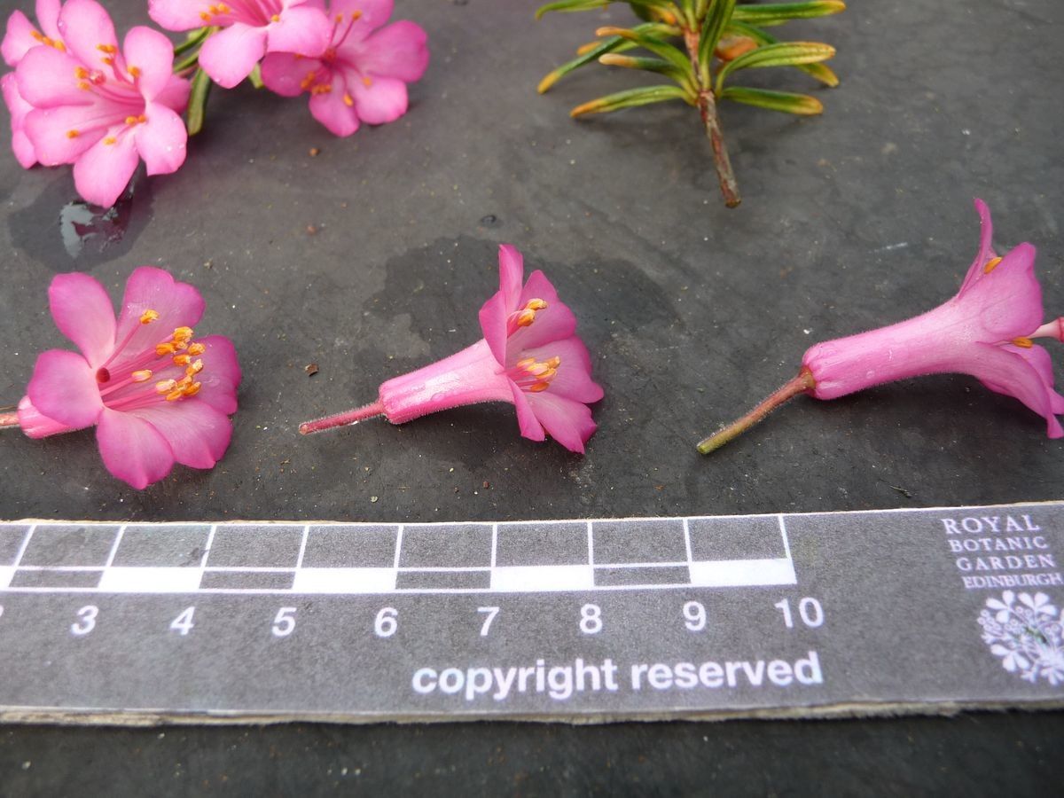 Rhododendron abietifolium other