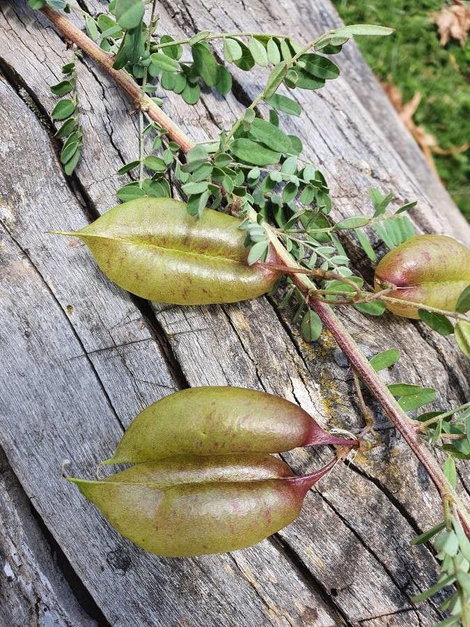 Colutea abyssinica fruit