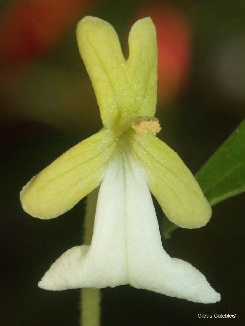 Oxera glandulosa — houseplant care guide