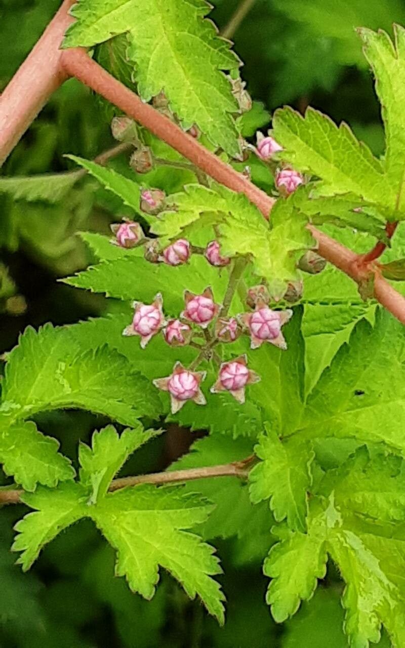 Neillia incisa flower