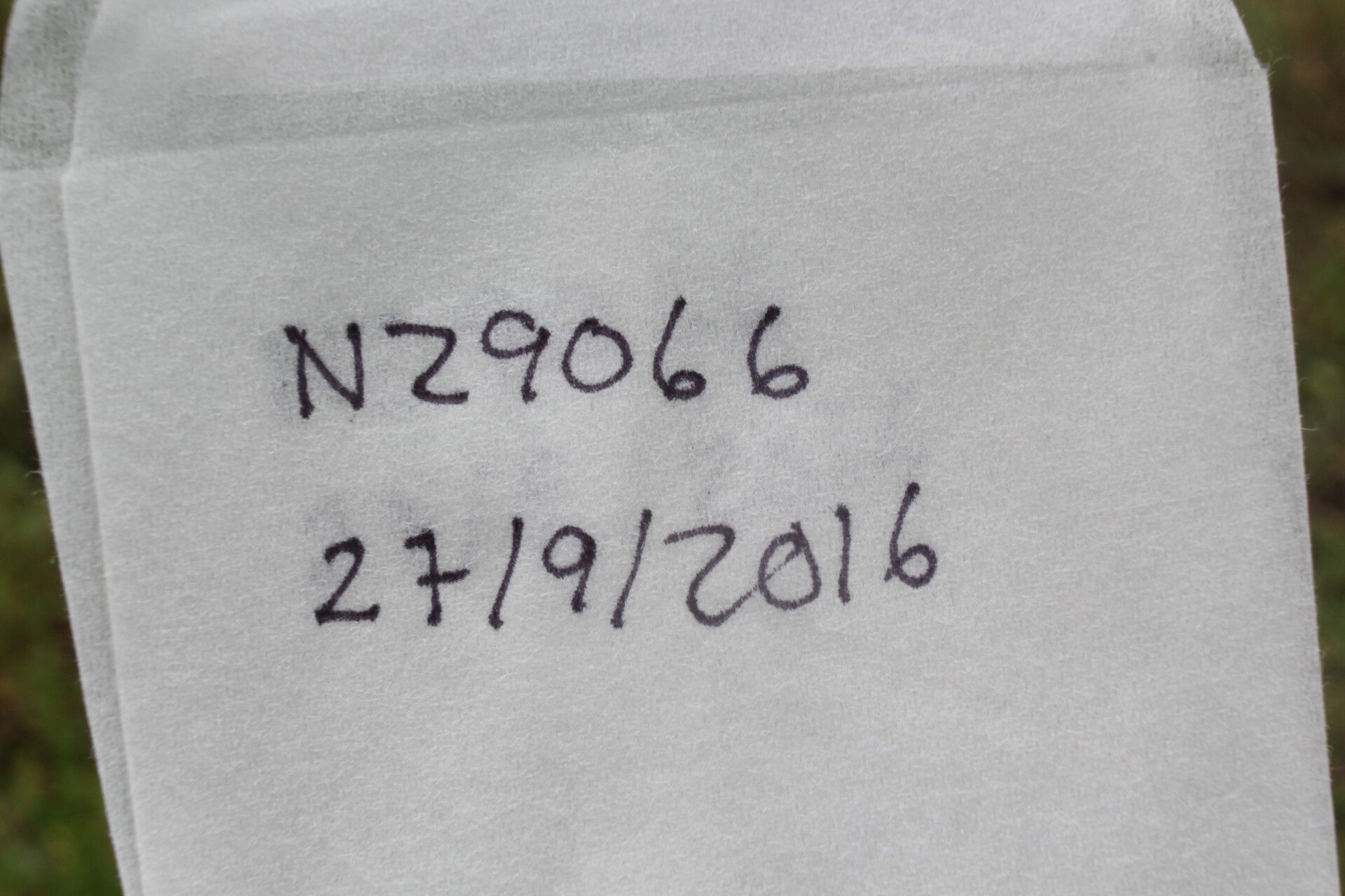 Aeschynomene rudis fruit