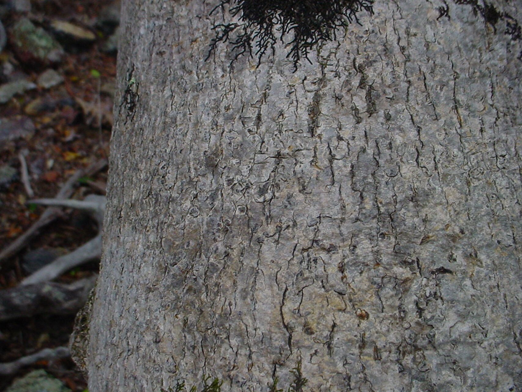 Euroschinus obtusifolius bark
