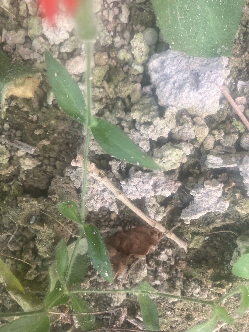 Silene laciniata leaf