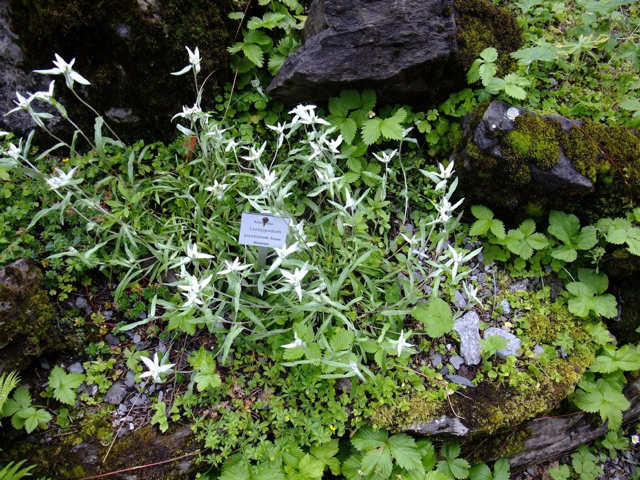 Leontopodium jacotianum habit
