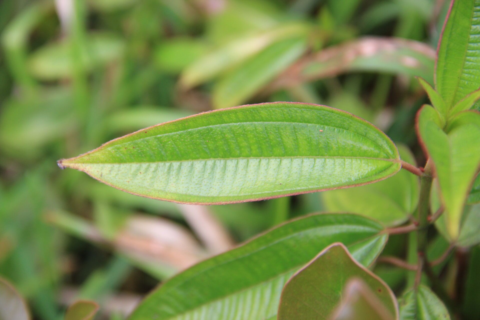 Miconia leamarginata leaf
