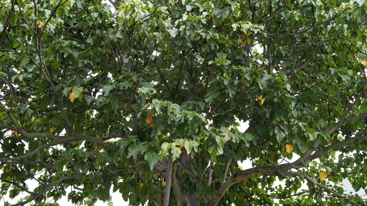 Sterculia ampla — related species from the same genus