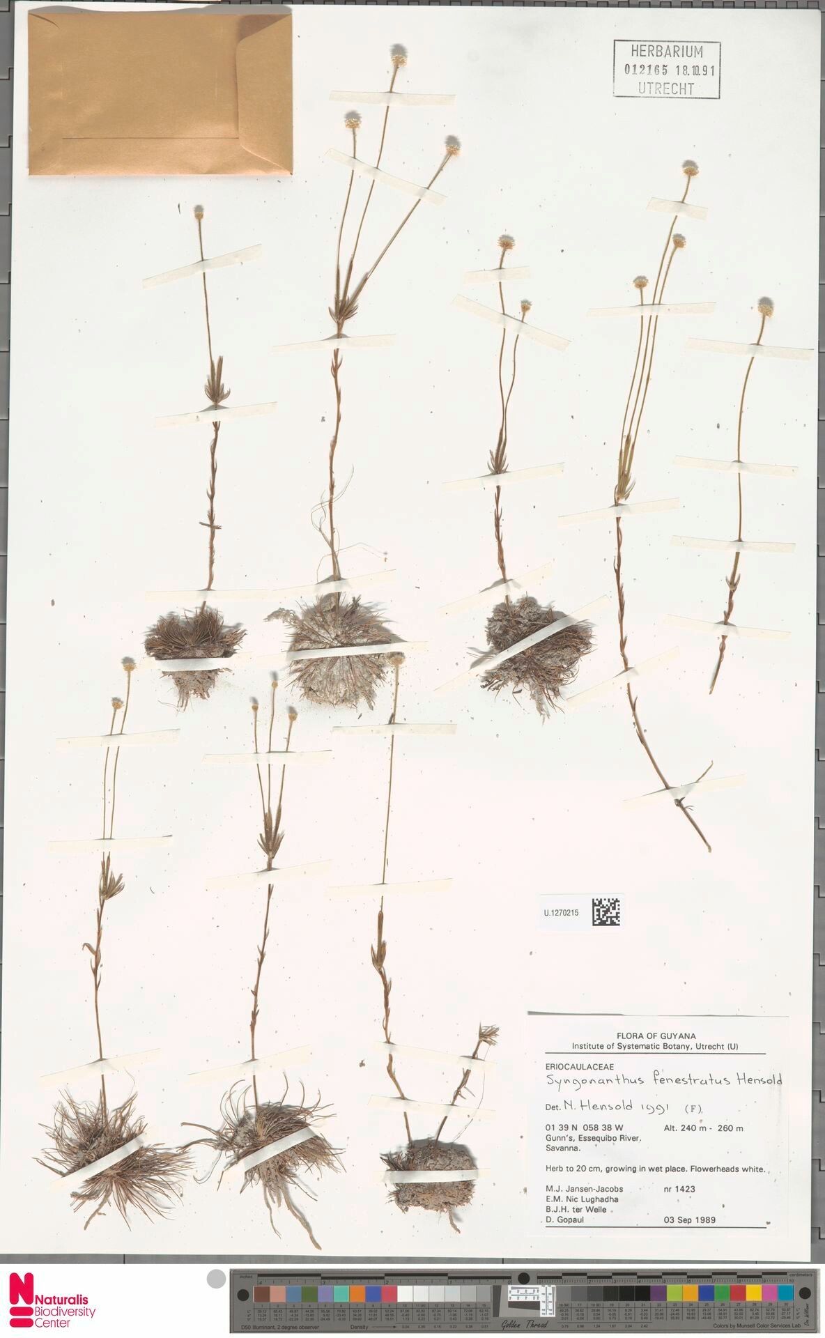 Syngonanthus fenestratus fruit