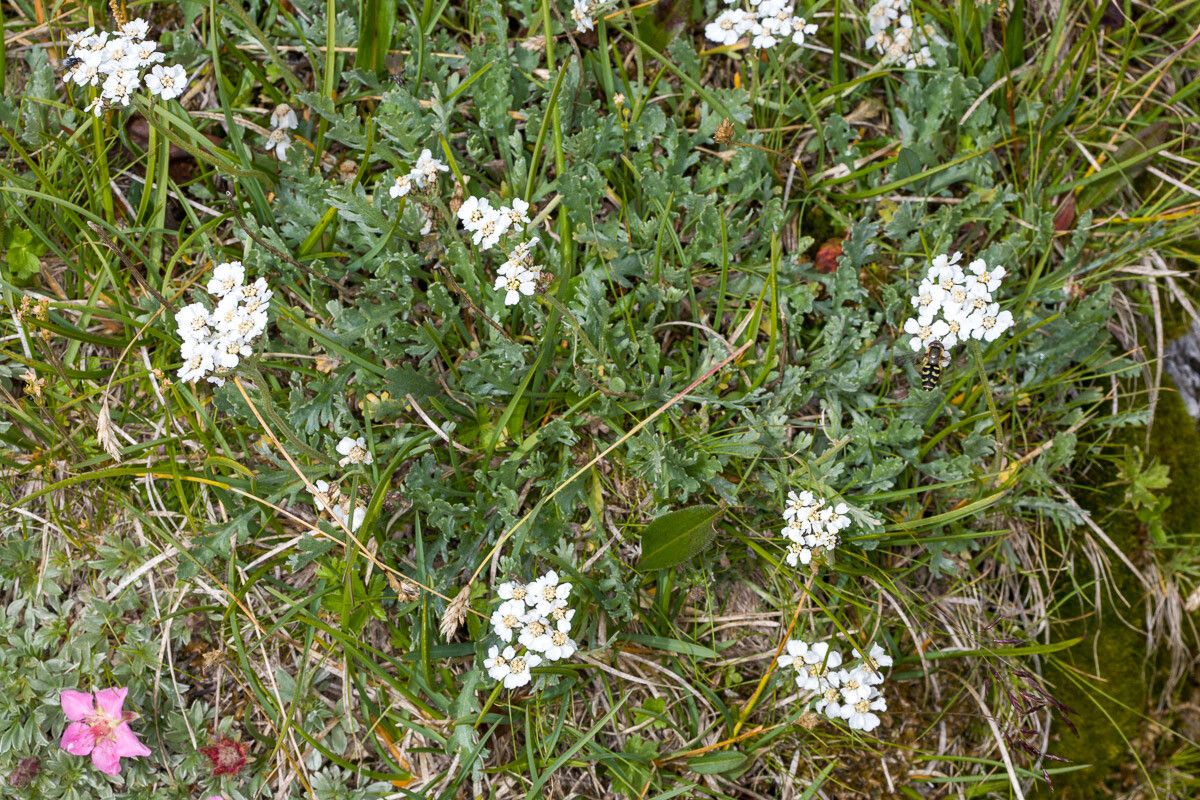 Achillea clavennae leaf