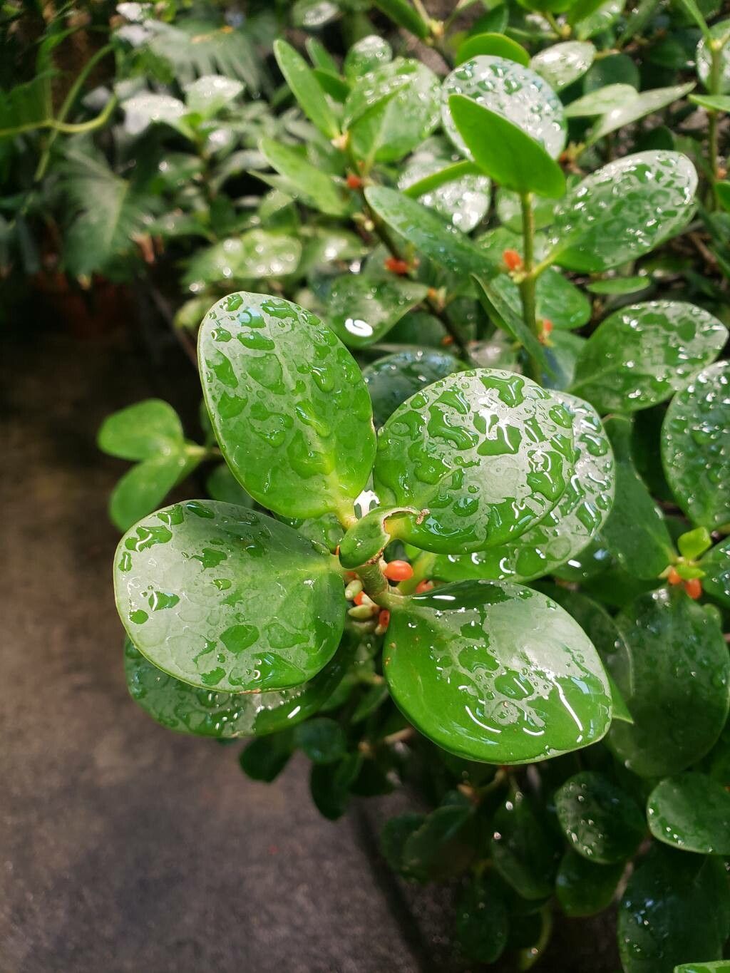 Hydnophytum pauper — related species from the same genus