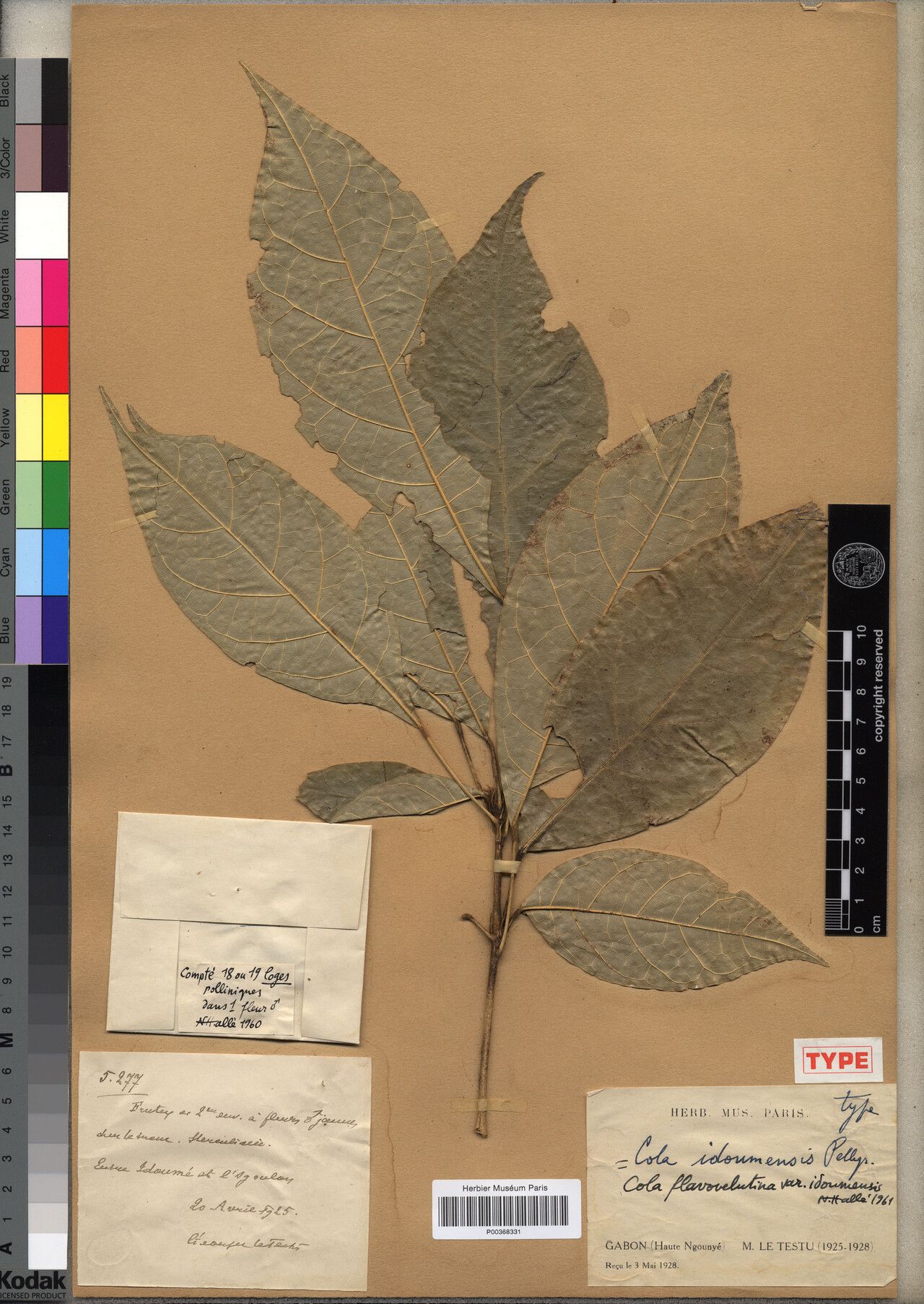 Cola idoumensis — houseplant care guide