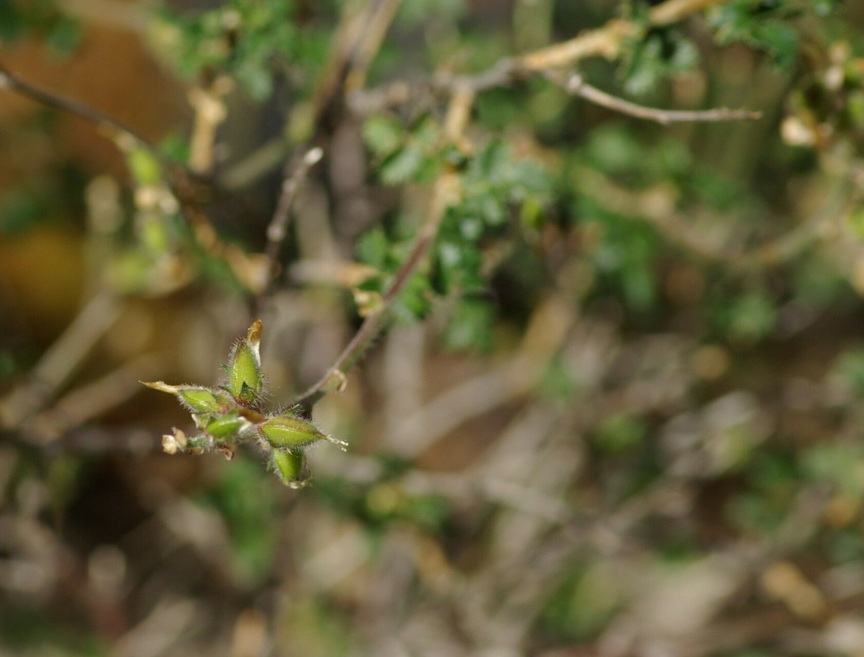 Ononis aragonensis fruit