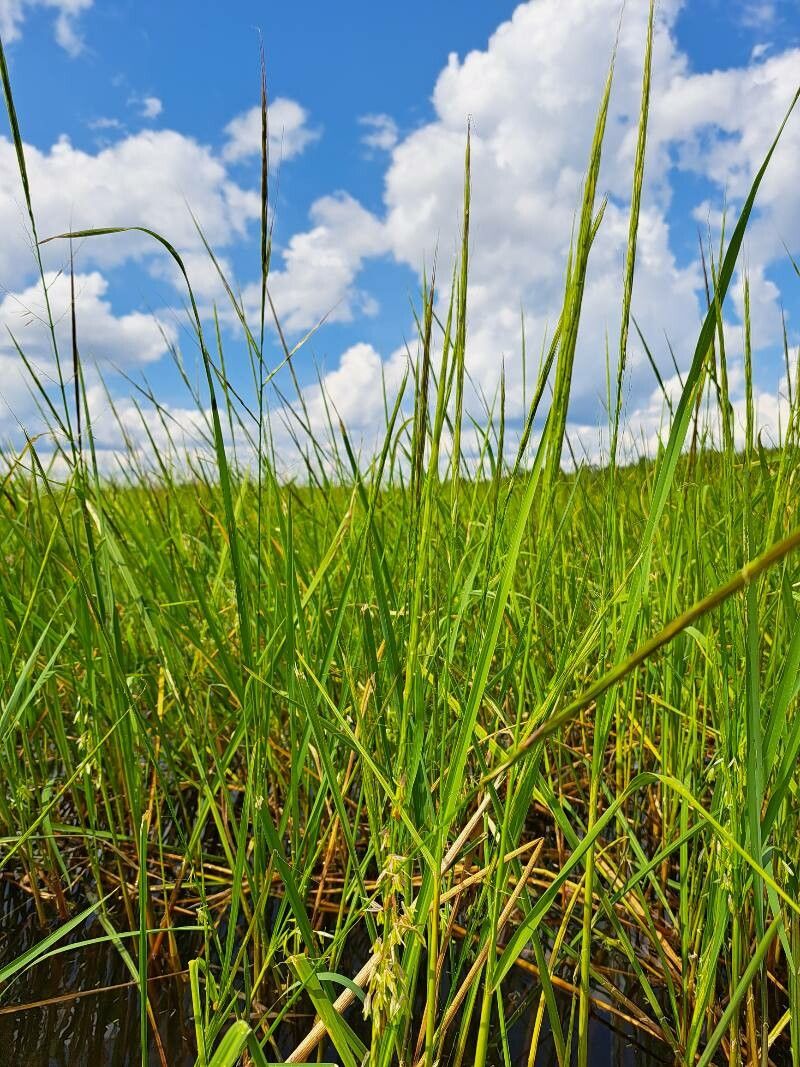 Zizania aquatica — soil improver houseplant