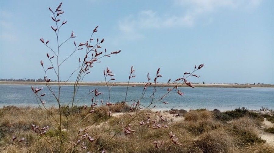 Limonium formosum — houseplant care guide