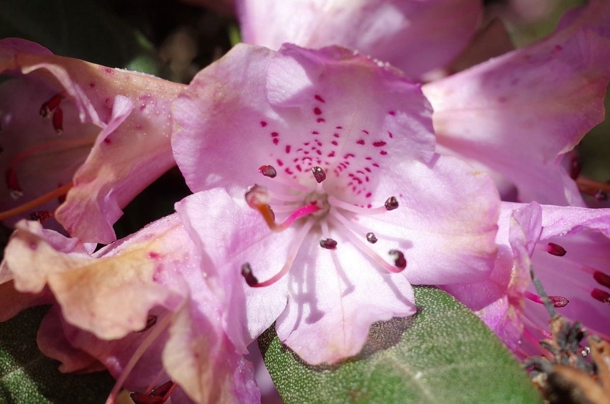 Rhododendron rubiginosum flower