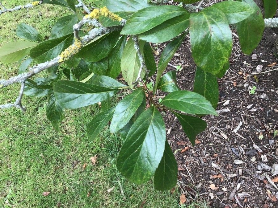 Crataegus brainerdii — search result for 'Crataegus'