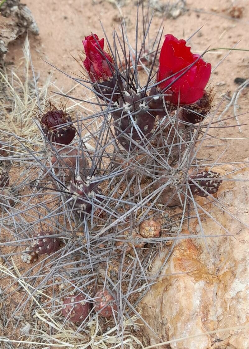 Tephrocactus nigrispinus habit