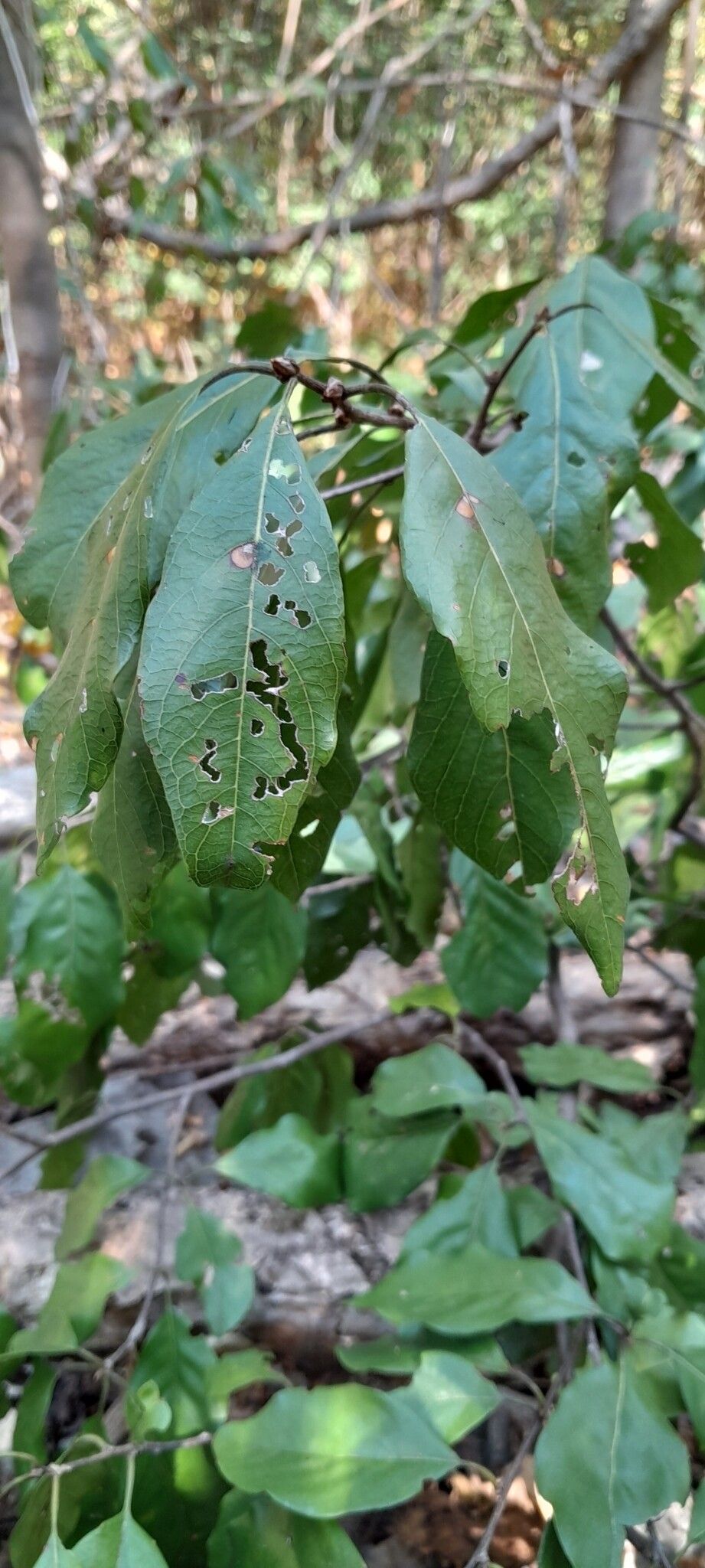 Terminalia diversipilosa — houseplant care guide