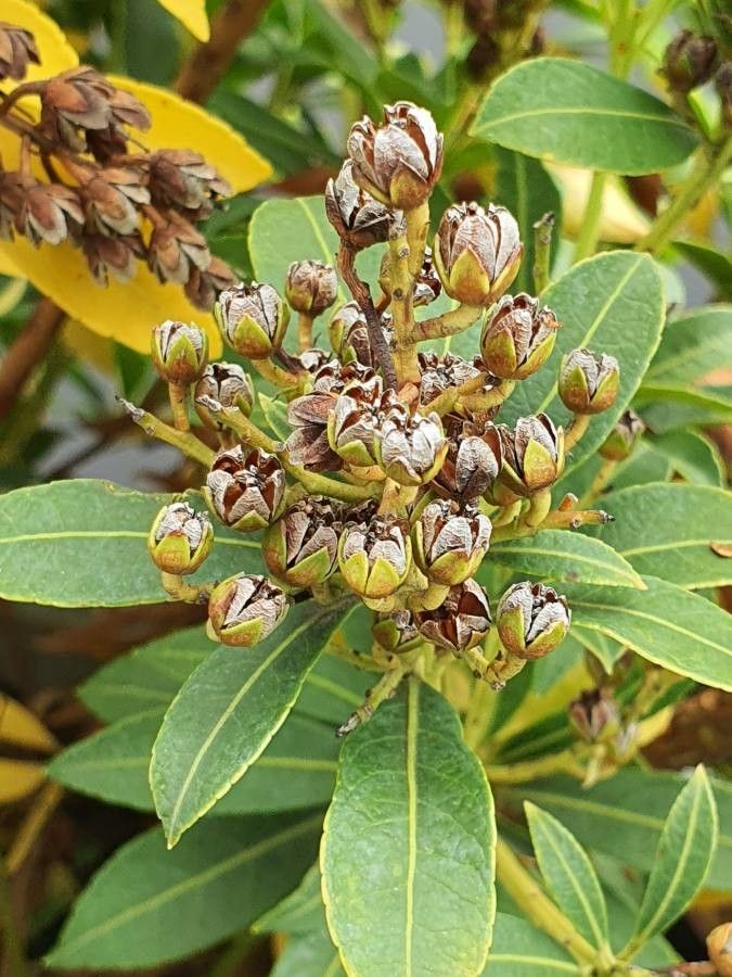 Myrica faya — search result for 'Azores'