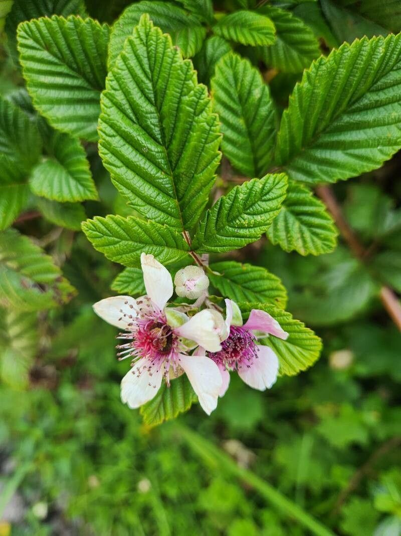 Rubus friesiorum flower