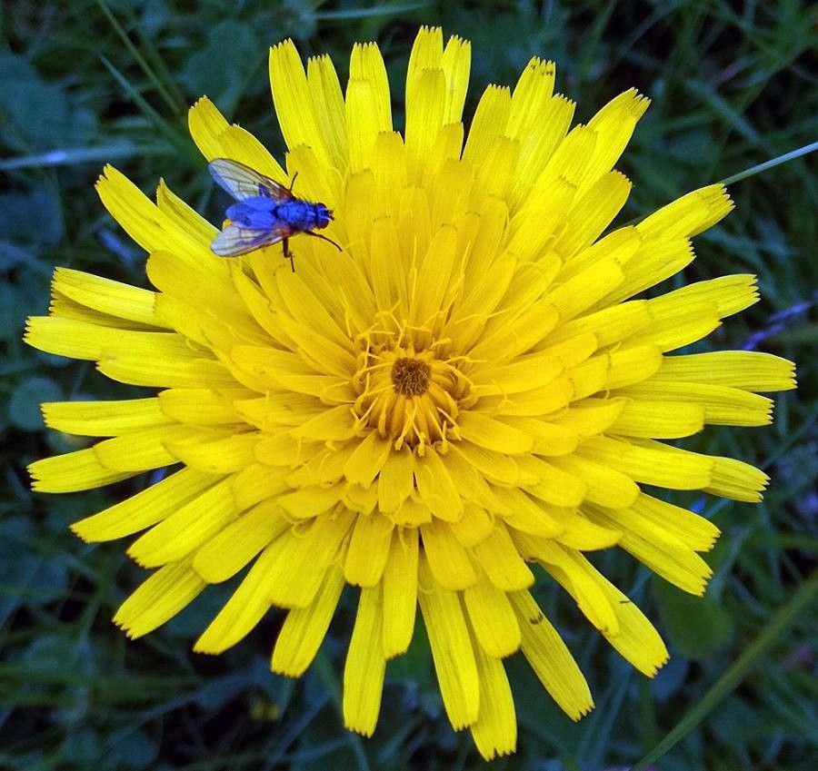 Hieracium pilosella flower
