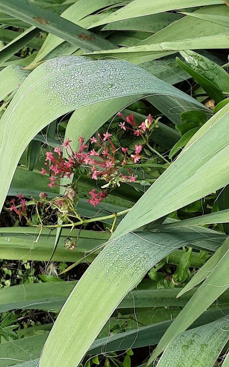 Centranthus nevadensis — search result for 'Centranthus'