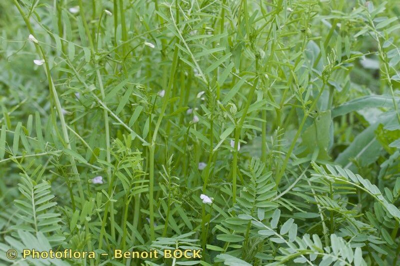 Vicia articulata habit