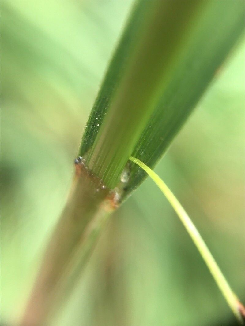 Carex binervis — houseplant care guide