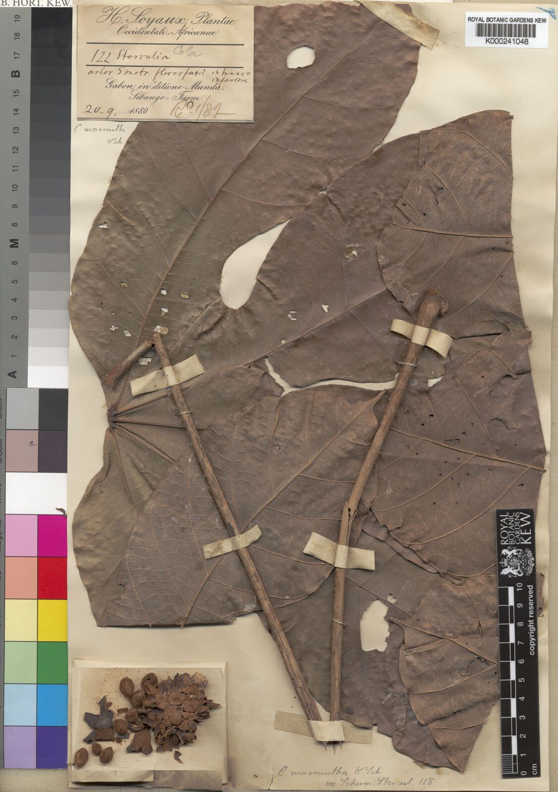 Cola macrantha — houseplant care guide