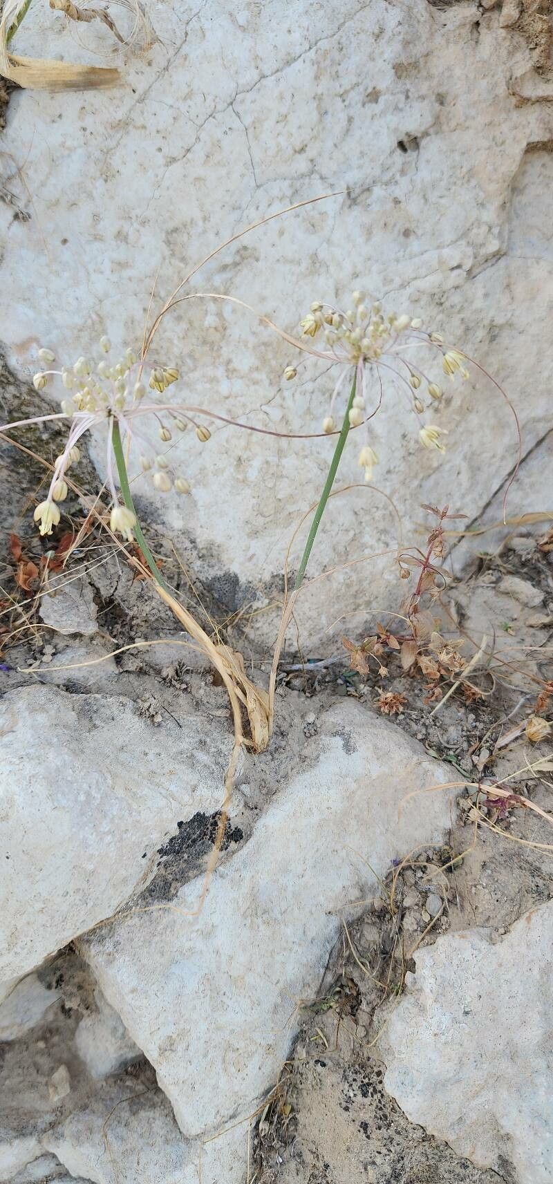 Allium stamineum habit