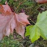Platanus occidentalis