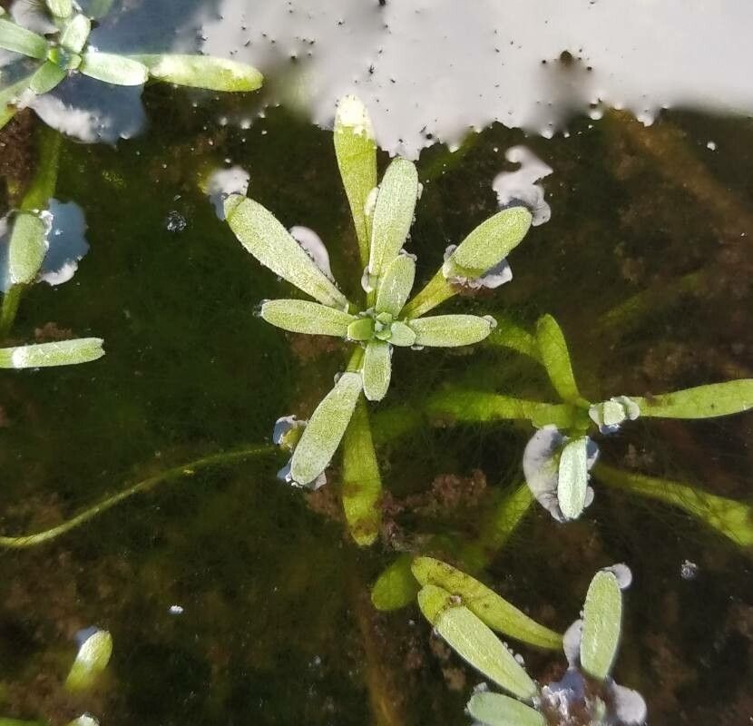 Callitriche brutia — related species from the same genus